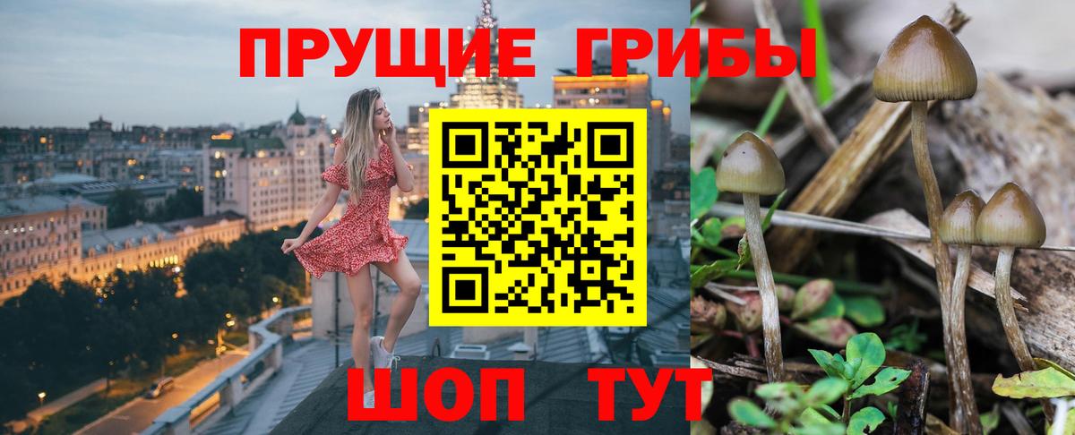 Галлюциногенные грибы Psilocybe Прокопьевск